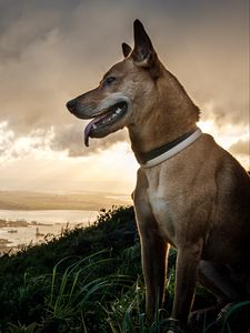 Preview wallpaper dog, protruding tongue, pet, grass