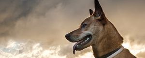 Preview wallpaper dog, protruding tongue, pet, grass
