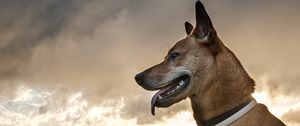 Preview wallpaper dog, protruding tongue, pet, grass