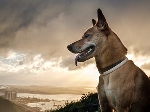 Preview wallpaper dog, protruding tongue, pet, grass