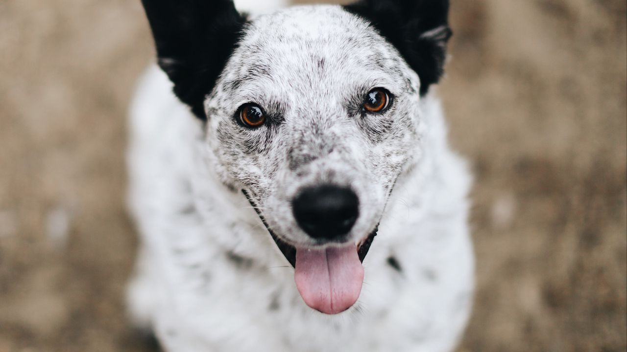 Wallpaper dog, protruding tongue, pet, glance
