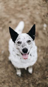 Preview wallpaper dog, protruding tongue, pet, glance