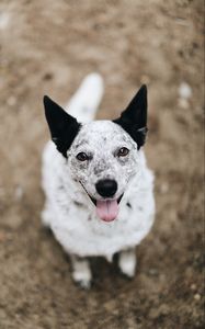 Preview wallpaper dog, protruding tongue, pet, glance
