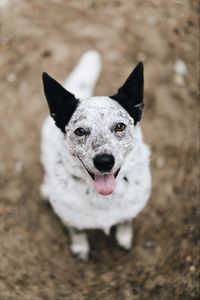 Preview wallpaper dog, protruding tongue, pet, glance