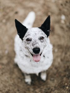 Preview wallpaper dog, protruding tongue, pet, glance