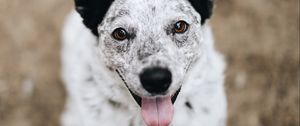 Preview wallpaper dog, protruding tongue, pet, glance