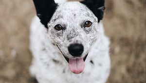 Preview wallpaper dog, protruding tongue, pet, glance