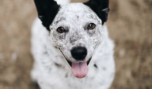 Preview wallpaper dog, protruding tongue, pet, glance