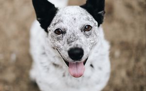 Preview wallpaper dog, protruding tongue, pet, glance