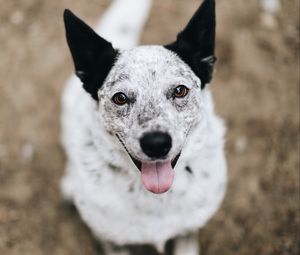 Preview wallpaper dog, protruding tongue, pet, glance