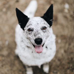 Preview wallpaper dog, protruding tongue, pet, glance