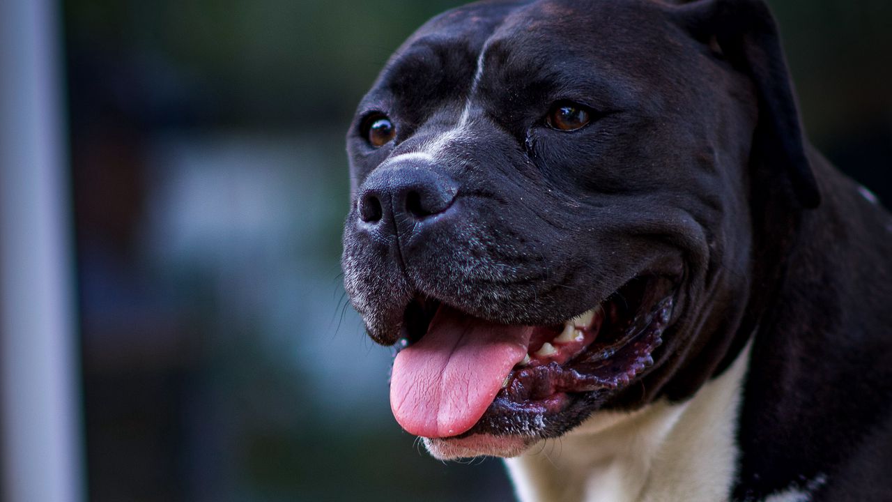Wallpaper dog, protruding tongue, pet, glance, black