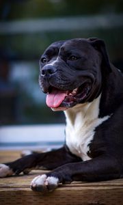 Preview wallpaper dog, protruding tongue, pet, glance, black