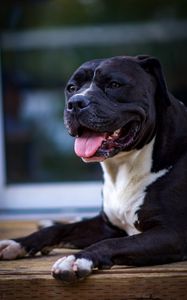 Preview wallpaper dog, protruding tongue, pet, glance, black