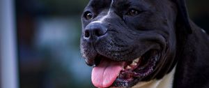 Preview wallpaper dog, protruding tongue, pet, glance, black
