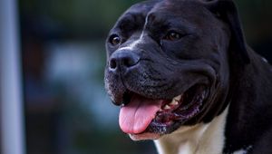 Preview wallpaper dog, protruding tongue, pet, glance, black
