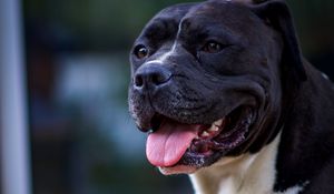 Preview wallpaper dog, protruding tongue, pet, glance, black