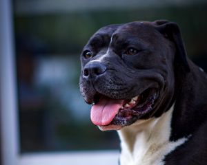 Preview wallpaper dog, protruding tongue, pet, glance, black