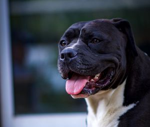 Preview wallpaper dog, protruding tongue, pet, glance, black