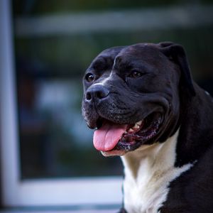 Preview wallpaper dog, protruding tongue, pet, glance, black
