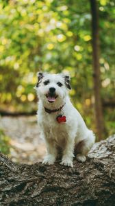 Preview wallpaper dog, protruding tongue, pet, funny, tree