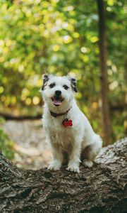 Preview wallpaper dog, protruding tongue, pet, funny, tree