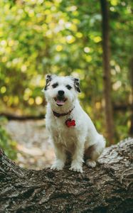 Preview wallpaper dog, protruding tongue, pet, funny, tree