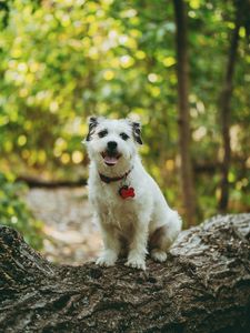 Preview wallpaper dog, protruding tongue, pet, funny, tree