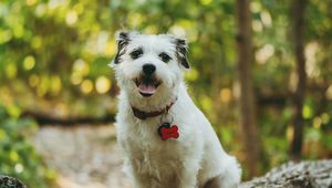 Preview wallpaper dog, protruding tongue, pet, funny, tree