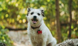 Preview wallpaper dog, protruding tongue, pet, funny, tree