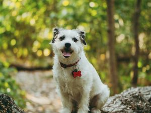 Preview wallpaper dog, protruding tongue, pet, funny, tree