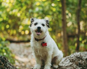 Preview wallpaper dog, protruding tongue, pet, funny, tree