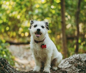 Preview wallpaper dog, protruding tongue, pet, funny, tree