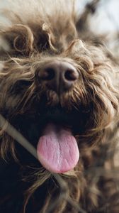 Preview wallpaper dog, protruding tongue, pet