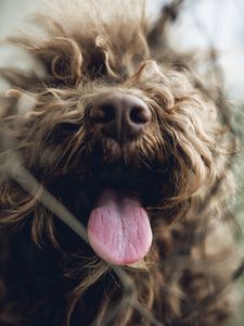 Preview wallpaper dog, protruding tongue, pet