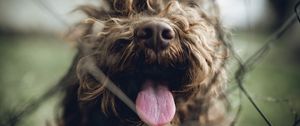 Preview wallpaper dog, protruding tongue, pet