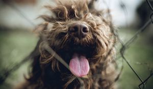 Preview wallpaper dog, protruding tongue, pet