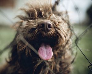 Preview wallpaper dog, protruding tongue, pet