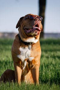 Preview wallpaper dog, protruding tongue, pet, sunglasses