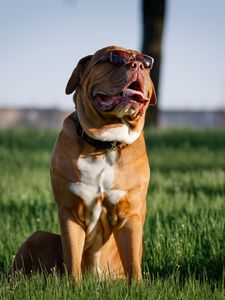 Preview wallpaper dog, protruding tongue, pet, sunglasses