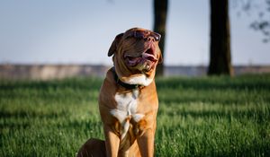 Preview wallpaper dog, protruding tongue, pet, sunglasses