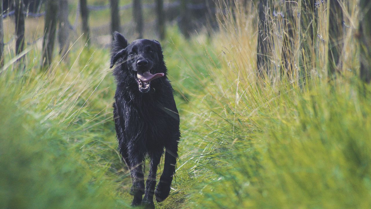 Wallpaper dog, protruding tongue, running
