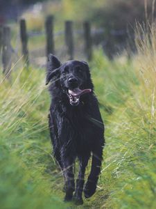 Preview wallpaper dog, protruding tongue, running