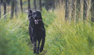 Preview wallpaper dog, protruding tongue, running