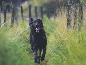 Preview wallpaper dog, protruding tongue, running