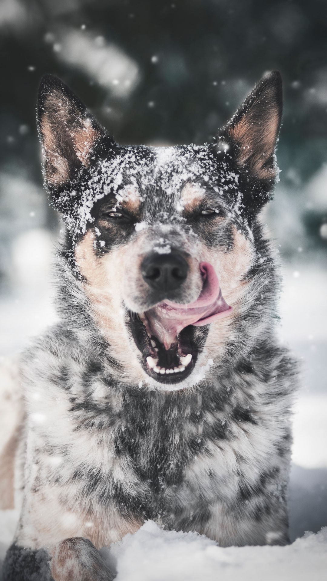 1080x1920 Wallpaper dog, protruding tongue, snow