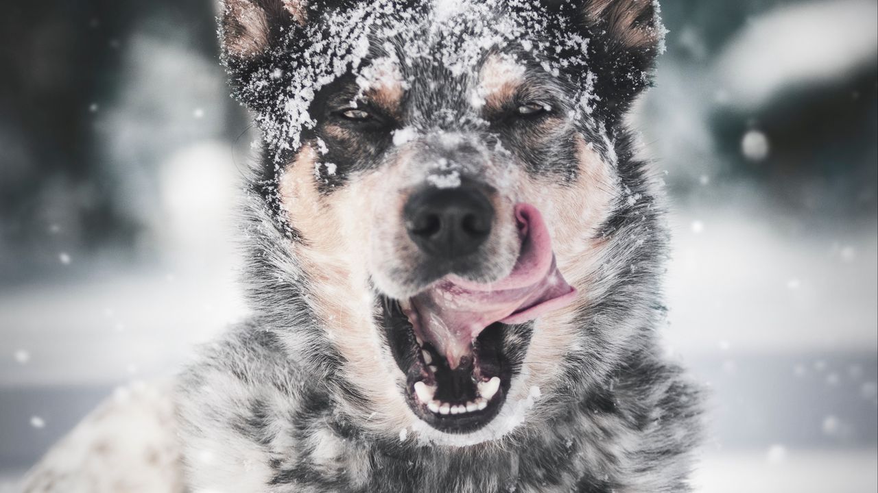 Wallpaper dog, protruding tongue, snow