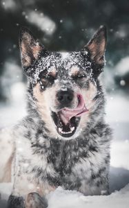 Preview wallpaper dog, protruding tongue, snow
