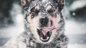 Preview wallpaper dog, protruding tongue, snow