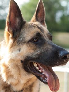 Preview wallpaper dog, protruding tongue, tired